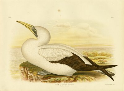 Maskentölpel, 1891 von Gracius Broinowski